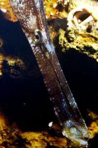 Ac de mare