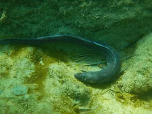 Anghilă de mare