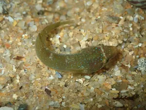 Apletodon microcephalus