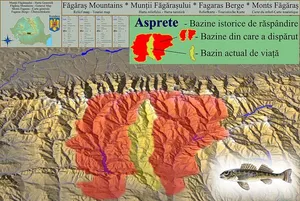 Asprete
