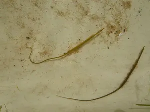Ață de mare