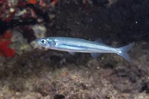 Aterină mare