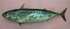 Auxis rochei