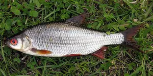 Babușcă