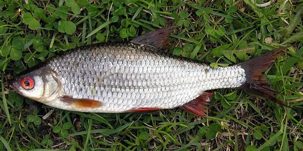 Babușcă