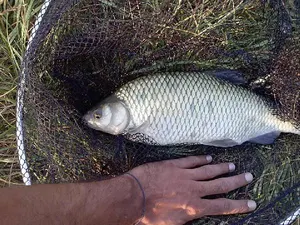 Babușcă de Tur