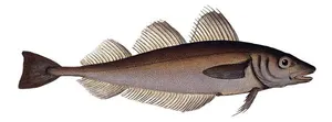 Bacaliar