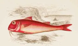 Barbun
