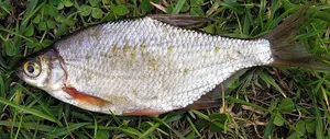 Batcă