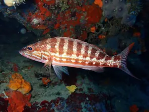Biban de mare