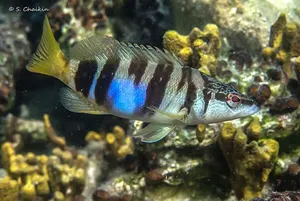 Biban de mare pătat