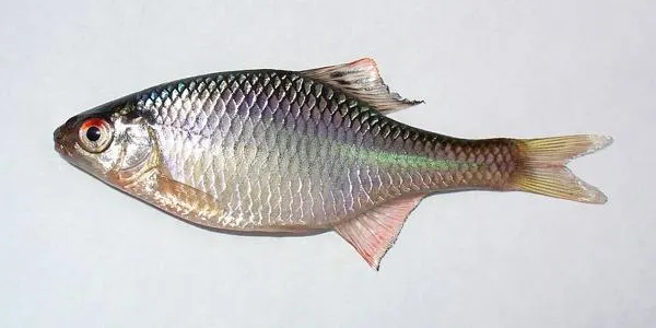 Boarță