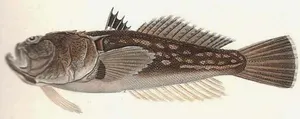 Bou de mare