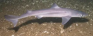 Câine de mare
