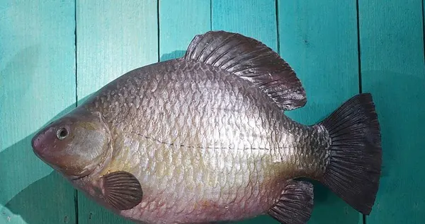 Caracudă