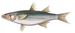 Chefal auriu