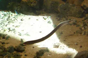 Cicar