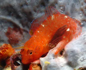 Cocoș de mare