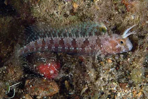 Cocoșel de mare
