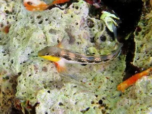 Cocoșel de mare adriatic