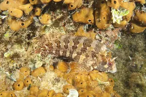 Cocoșel de mare mare