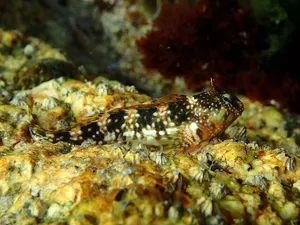 Cocoșel de mare moțat