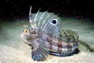 Cocoșel de mare ocelat