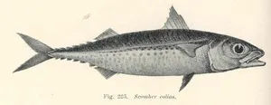 Colios