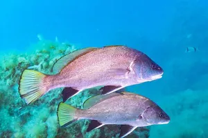 Corb de mare