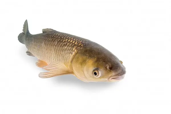 Cosaș (amur, cteno)