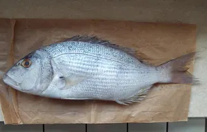 Dințat