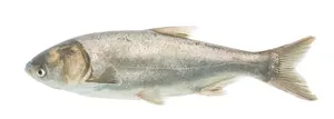 Sânger (fitofag)