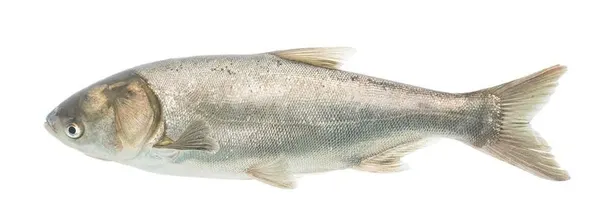 Sânger (fitofag)