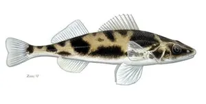 Fusar
