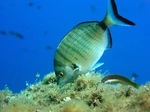 Hienă de mare