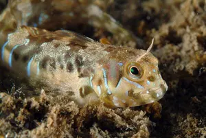 Iepuraș de mare