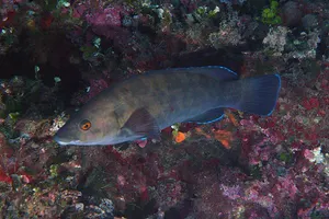 Labrus merula