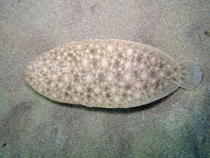 Limbă de mare