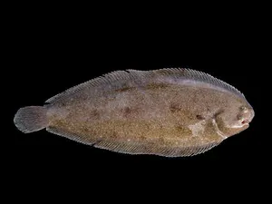 Limbă de mare comună