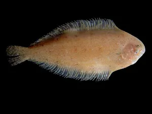 Limbă de mare galbenă