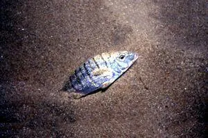 Lithognathus mormyrus