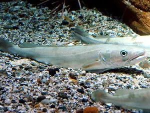 Merluciu
