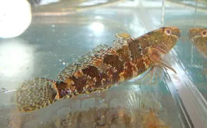 Moacă de brădiș