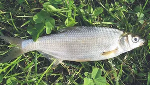 Morunaș