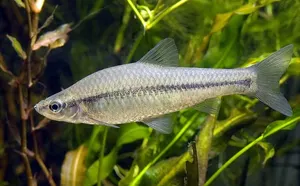 Murgoi bălțat