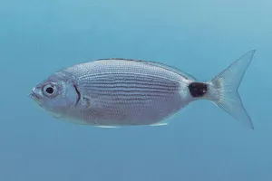 Obladă