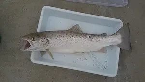 Păstrăv de mare