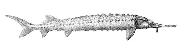 Păstrugă