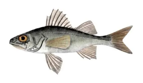 Percarine (petite perche de la mer Noire)