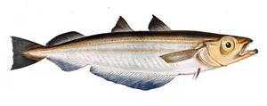 Putasu